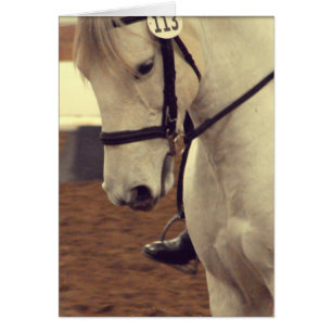 Dressage Horse 113 Hälsningskort