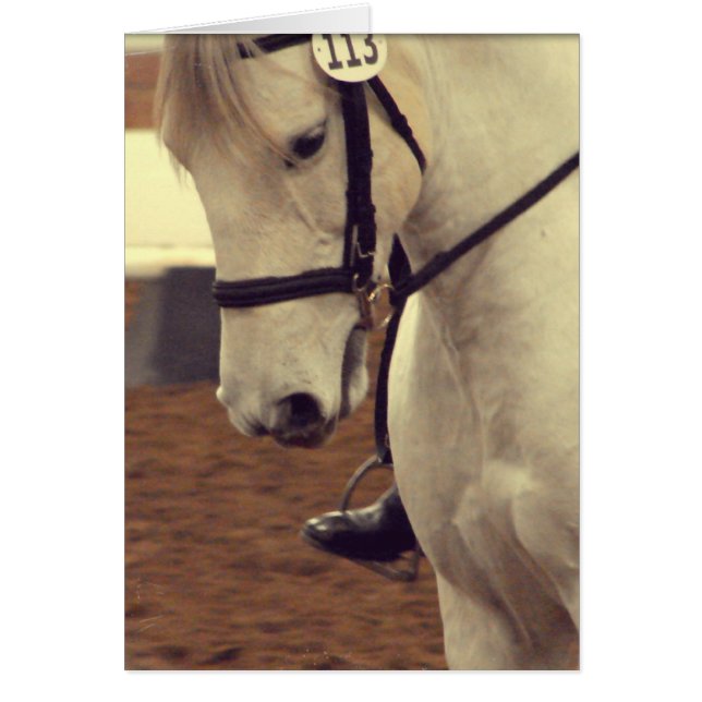 Dressage Horse 113 Hälsningskort (Framsidan)