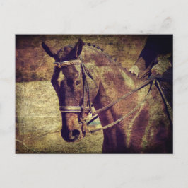 Dressage Vykort