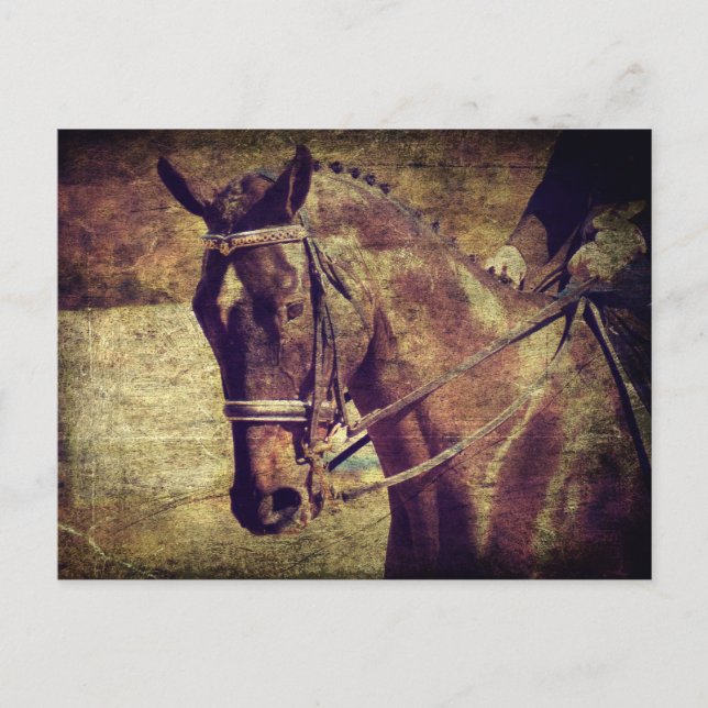 Dressage Vykort (Framsida)