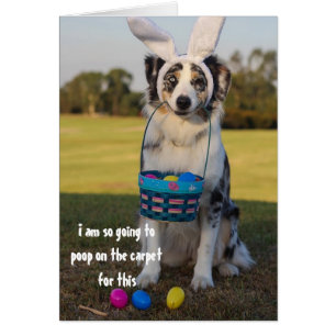 Dressed Up Dog Påskhare Australisk Schäfer Hälsningskort