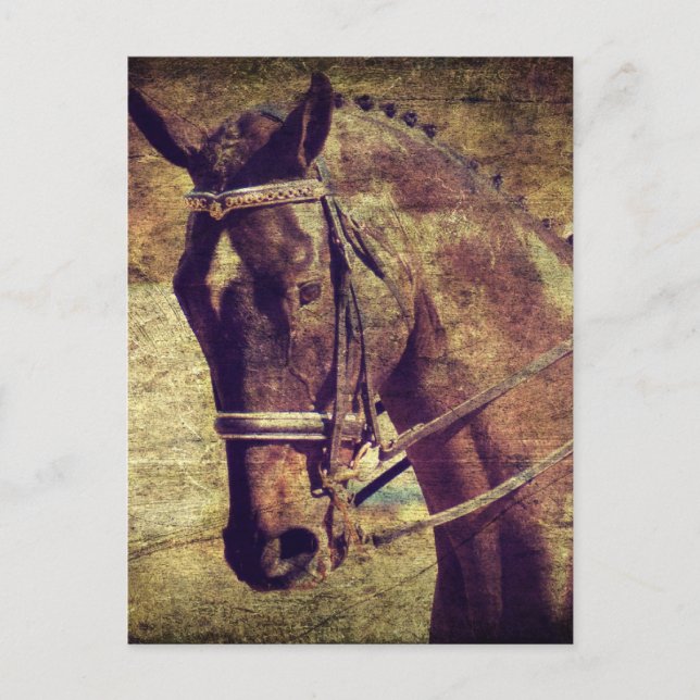 Dressyr Vykort (Framsida)