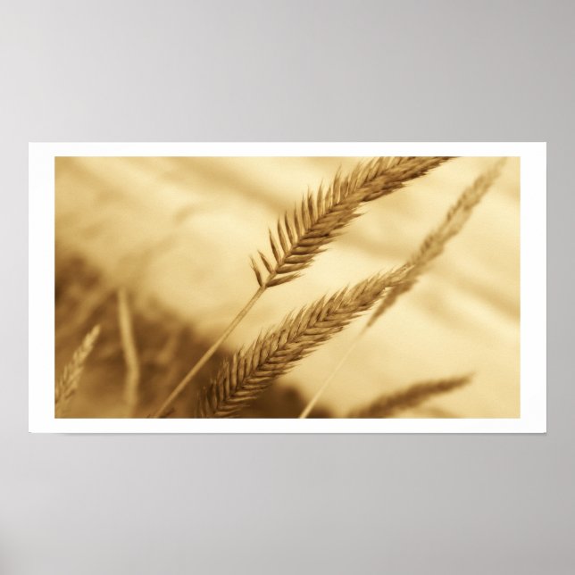 Drew Sullivan - Prairie Grass Poster (Framsidan)