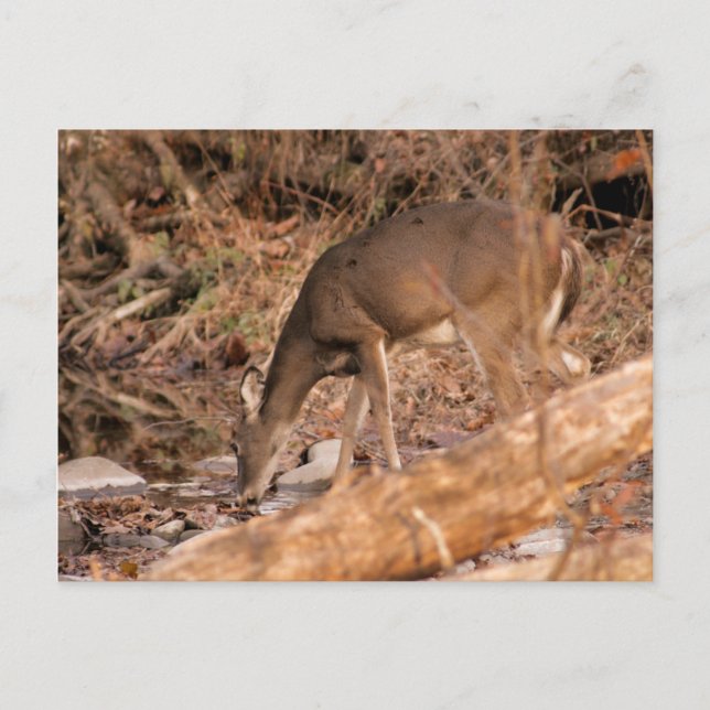 Dricka doen vykort (Framsida)