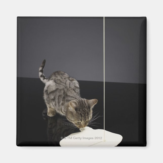 Drickskräm från golv från silver tabby katt magnet (Framsidan)