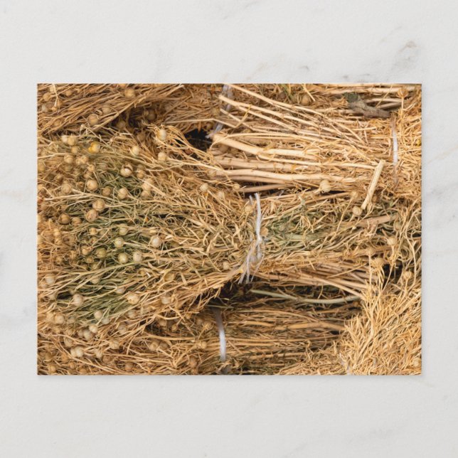 Dried Harmal  Vykort (Framsida)