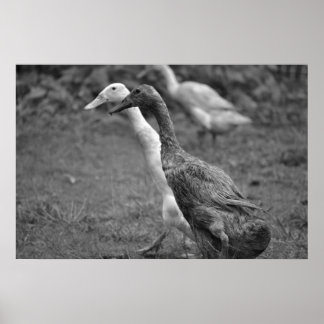 Driften av Ankor Poster