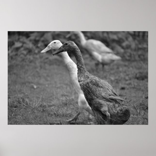 Driften av Ankor Poster (Framsidan)