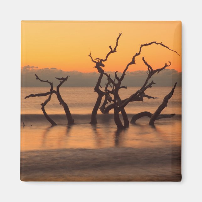 Driftwood Beach at Sunrise Jekyll Island Georgia Magnet (Framsidan)