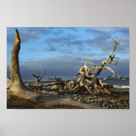 Driftwood Beach i Jekyll Island Georgia Poster