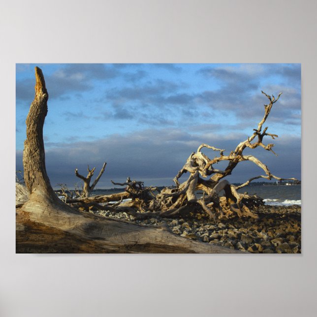 Driftwood Beach i Jekyll Island Georgia Poster (Framsidan)
