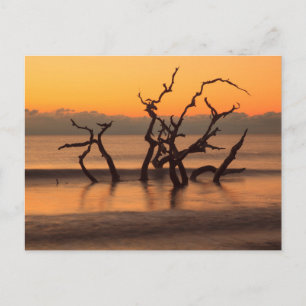 Driftwood Beach vid soluppgång Jekyll Island Georg Vykort