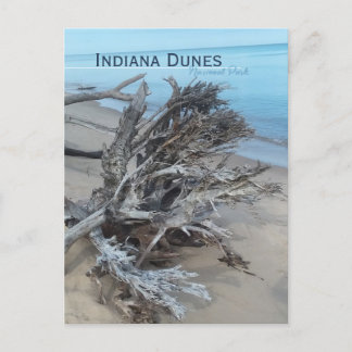 Driftwood Indiana Dunes nationalpark Magnet Vykort
