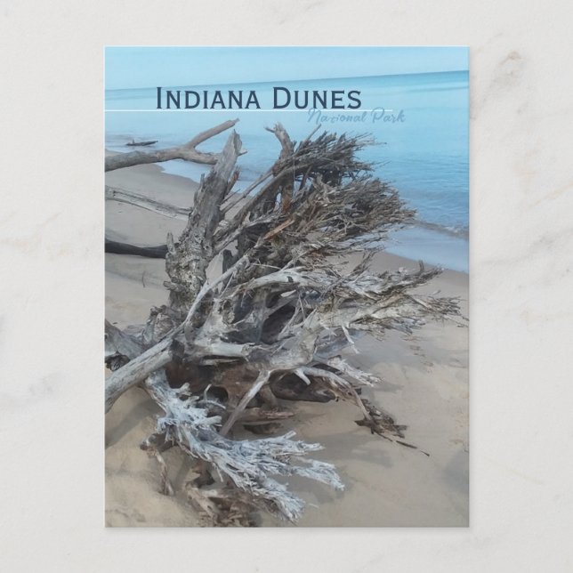 Driftwood Indiana Dunes nationalpark Magnet Vykort (Framsida)
