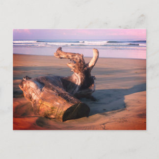 Driftwood Log Costa Rica Beach Photo Postcard Vykort