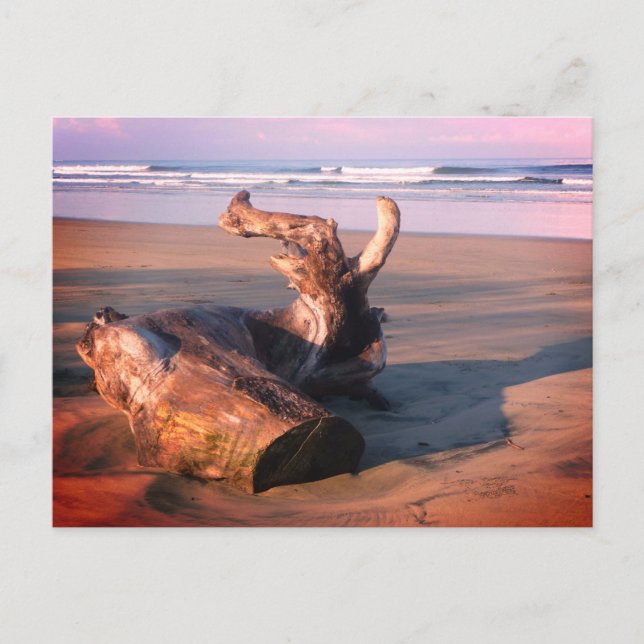 Driftwood Log Costa Rica Beach Photo Postcard Vykort (Framsida)