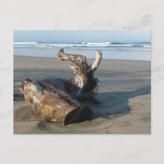 Driftwood Log Costa Rica Beach Photo Postcard Vykort