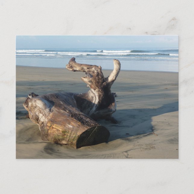Driftwood Log Costa Rica Beach Photo Postcard Vykort (Framsida)
