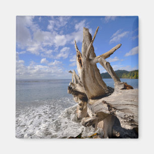 Driftwood på shorelinen av den franska stranden magnet