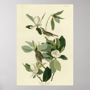 Drilla flycatcheren poster