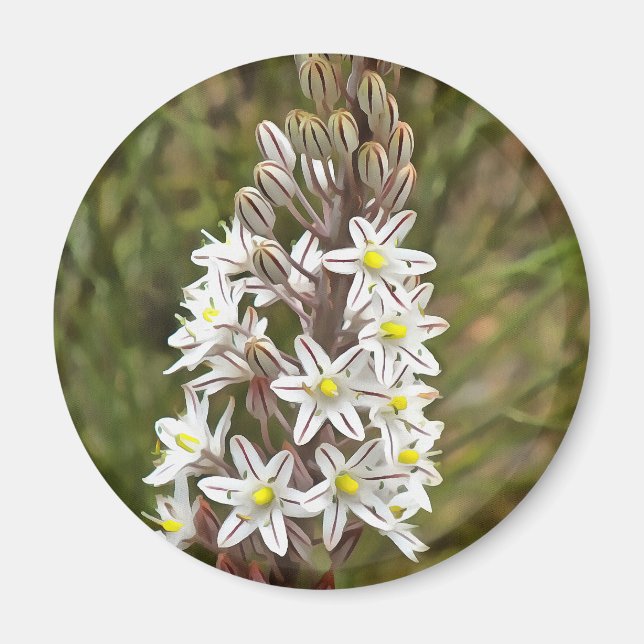 Drimia Maritima eller Island Onion Art Magnet (Framsidan)