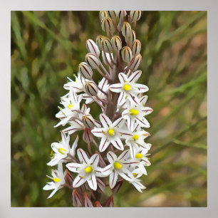 Drimia Maritima eller Island Onion Art Poster