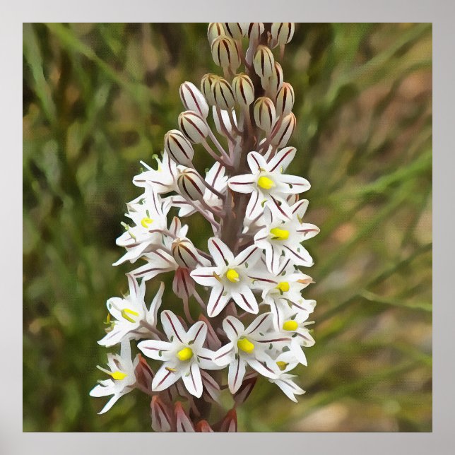 Drimia Maritima eller Island Onion Art Poster (Framsidan)