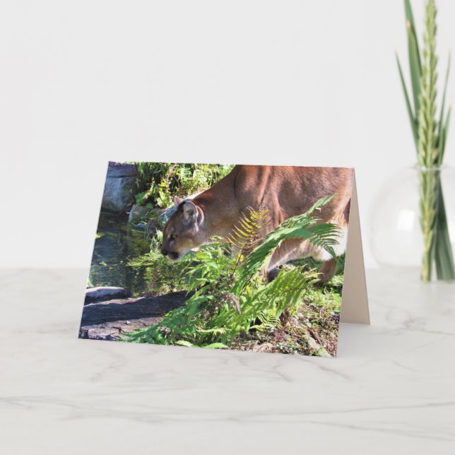 Drinking Cougar / Florida Panther Greeting Card Kort (Framsida)