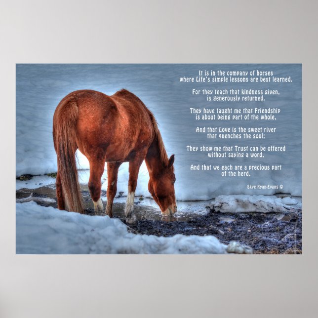 Drinking Red Dun Ranch Horse & Equine Dikt Poster (Framsidan)