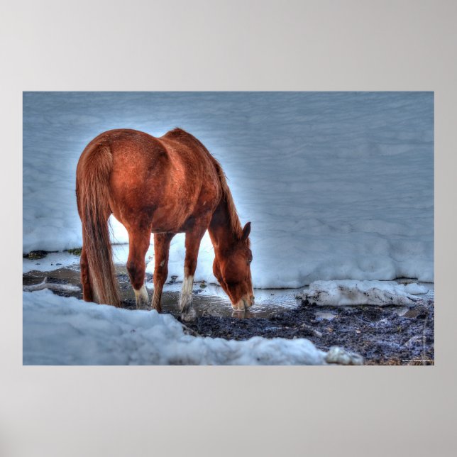 Drinking Red Dun Ranch Horse Equine Photo Poster (Framsidan)