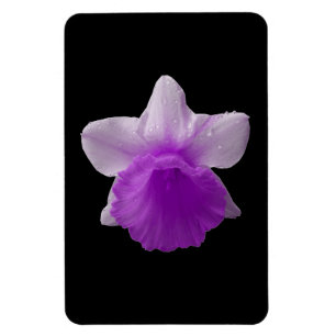 Driv Daffodil Lila Premium Magnet