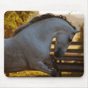 Driva av en Andalusian Mare Musmatta