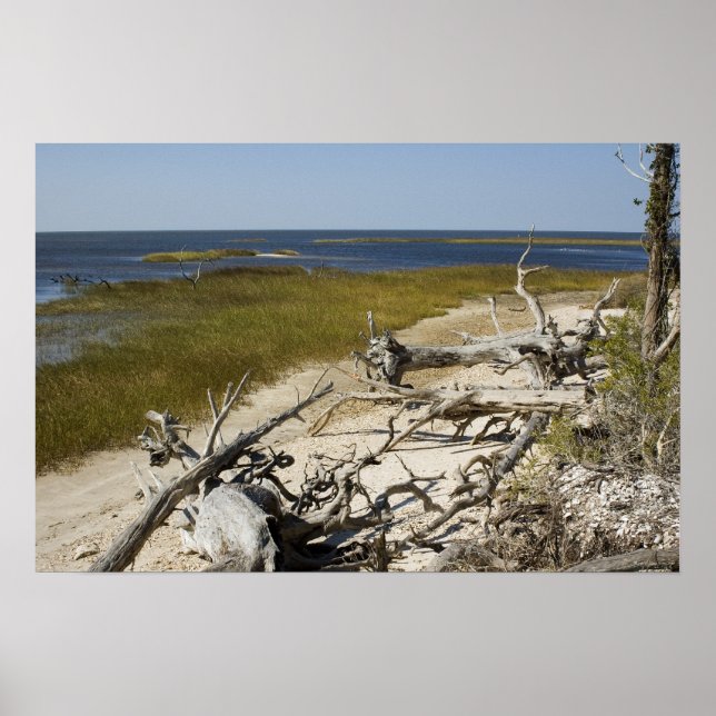 Drivträ på stranden poster (Framsidan)