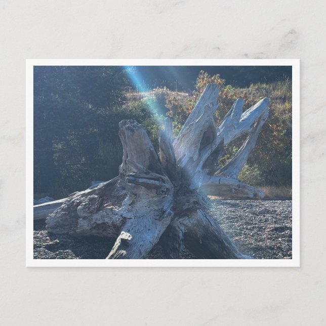 Drivträ Vykort (Framsida)