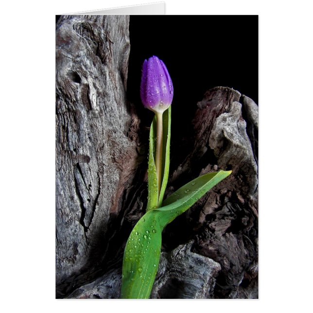 Drivträdsdesign OBS Kort (Framsidan)