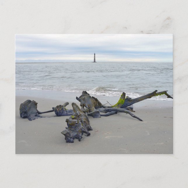 Drivved, Morris Island Lighthouse South Carolina Vykort (Framsida)