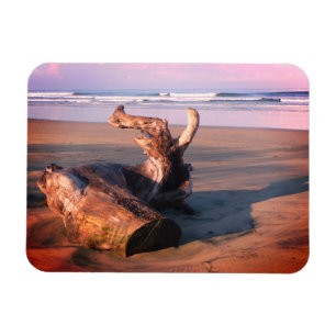 Drivved Stock Costa Rica Strand Foto Magnet
