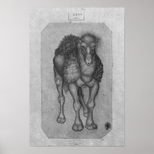 Dromedar från det Vallardi album Poster