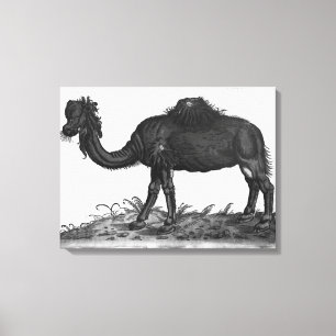 Dromedar från 'Historial Animalium Canvastryck