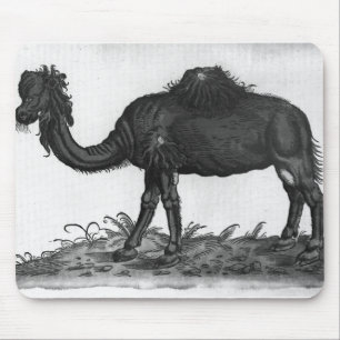 Dromedar från 'Historial Animalium Musmatta