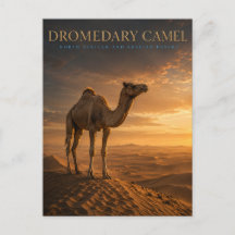 Dromedar Kamel Öken Dyner DJUR