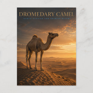 Dromedar Kamel Öken Dyner DJUR Vykort