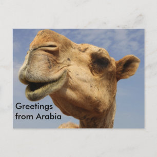 Dromedary camel vykort