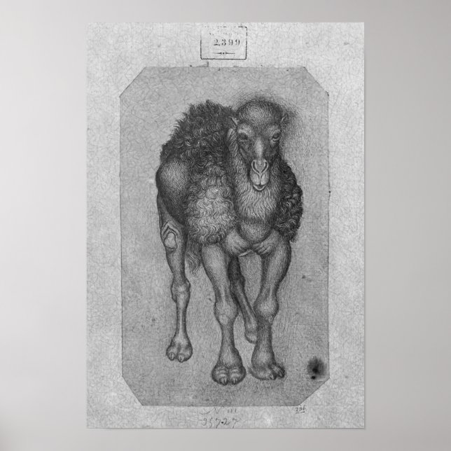 Dromedary från Vallardi Album Poster (Framsidan)