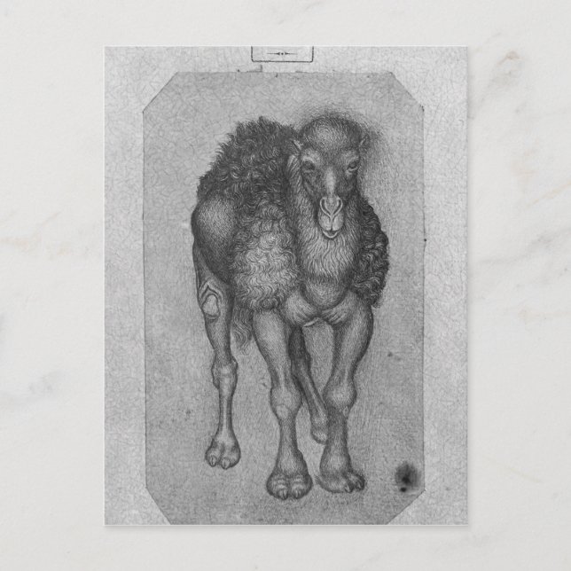 Dromedary från Vallardi Album Vykort (Framsida)