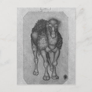 Dromedary från Vallardi Album Vykort