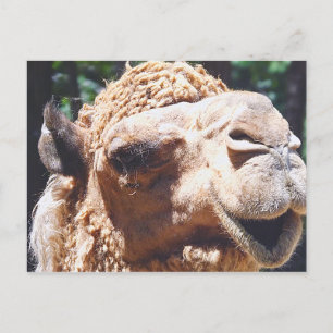 Dromedary One Hump Camel Ansikte Closeup Vykort
