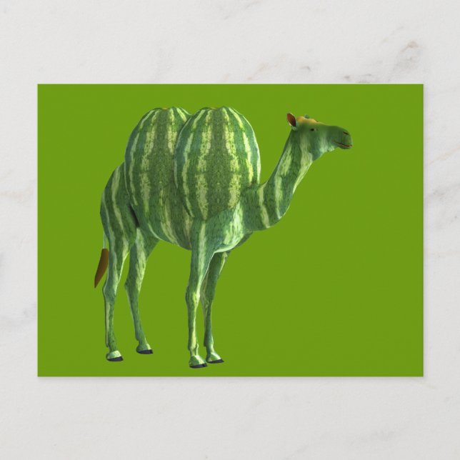 Dromedary på vattenmelondagen vykort (Framsida)
