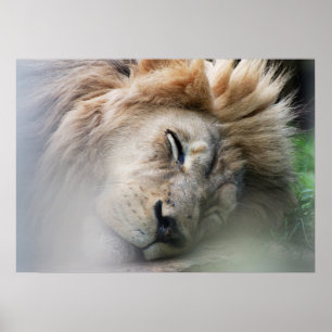Drömma som är lejont poster