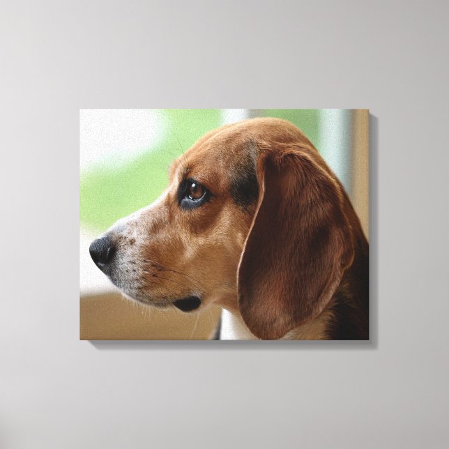 Drömmande Beagle Canvastryck (Framsida)